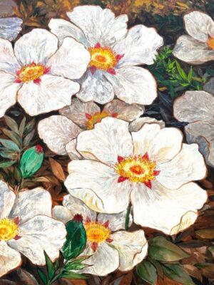 Rock Roses