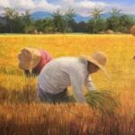 Rice Harvest