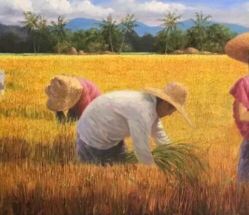 Rice Harvest