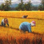 Rice Harvest