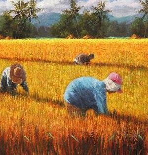 Rice Harvest