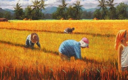 Rice Harvest