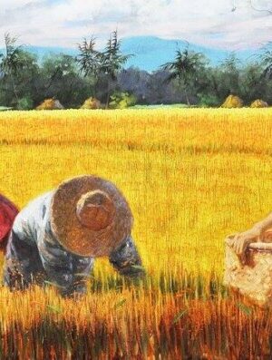 Rice Harvest