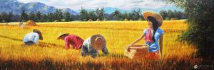 Rice Harvest