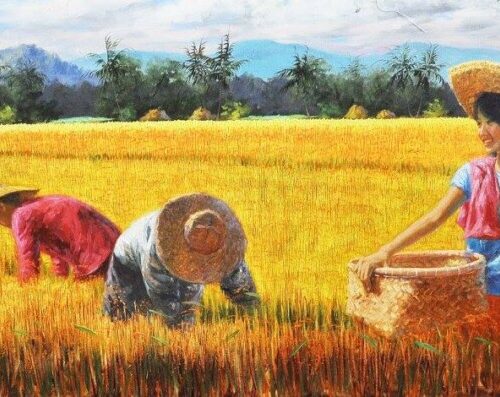 Rice Harvest