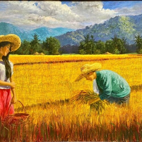 Rice Harvest