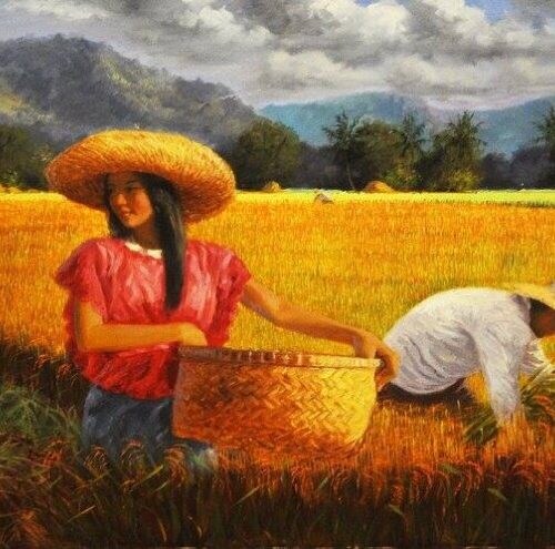 Rice Harvest