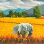Rice Harvest
