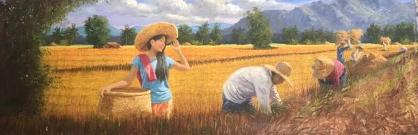 Rice Harvest