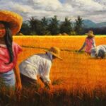 Rice Harvest