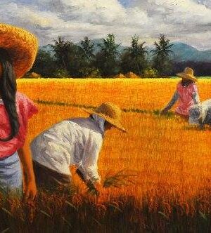 Rice Harvest