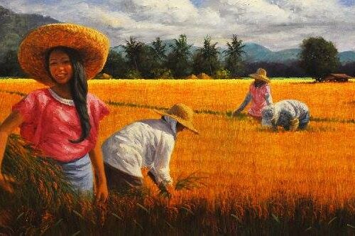 Rice Harvest