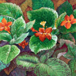 Episcia Clipreta Flame Violet