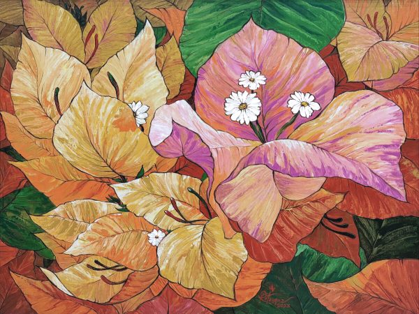 Bougainvillea