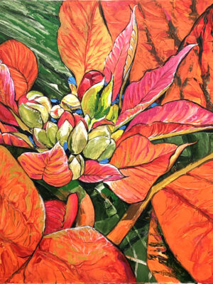 Poinsettia
