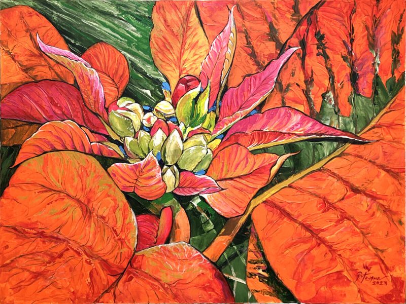 Poinsettia