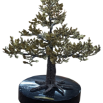 Narra Tree