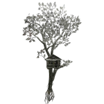 Blossoms of Prosperity: The Money Tree