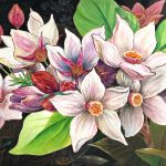Magnolia