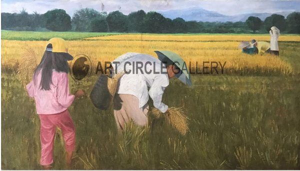 Rice Harvest