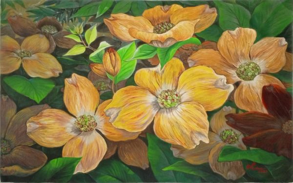 Dogwood (Flower)