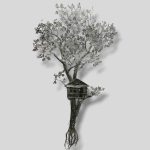 Blossoms of Prosperity: The Money Tree