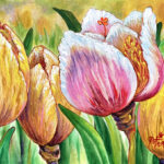 Hybrid Tulip