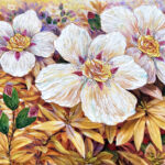 Rock Roses