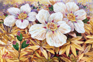 Rock Roses